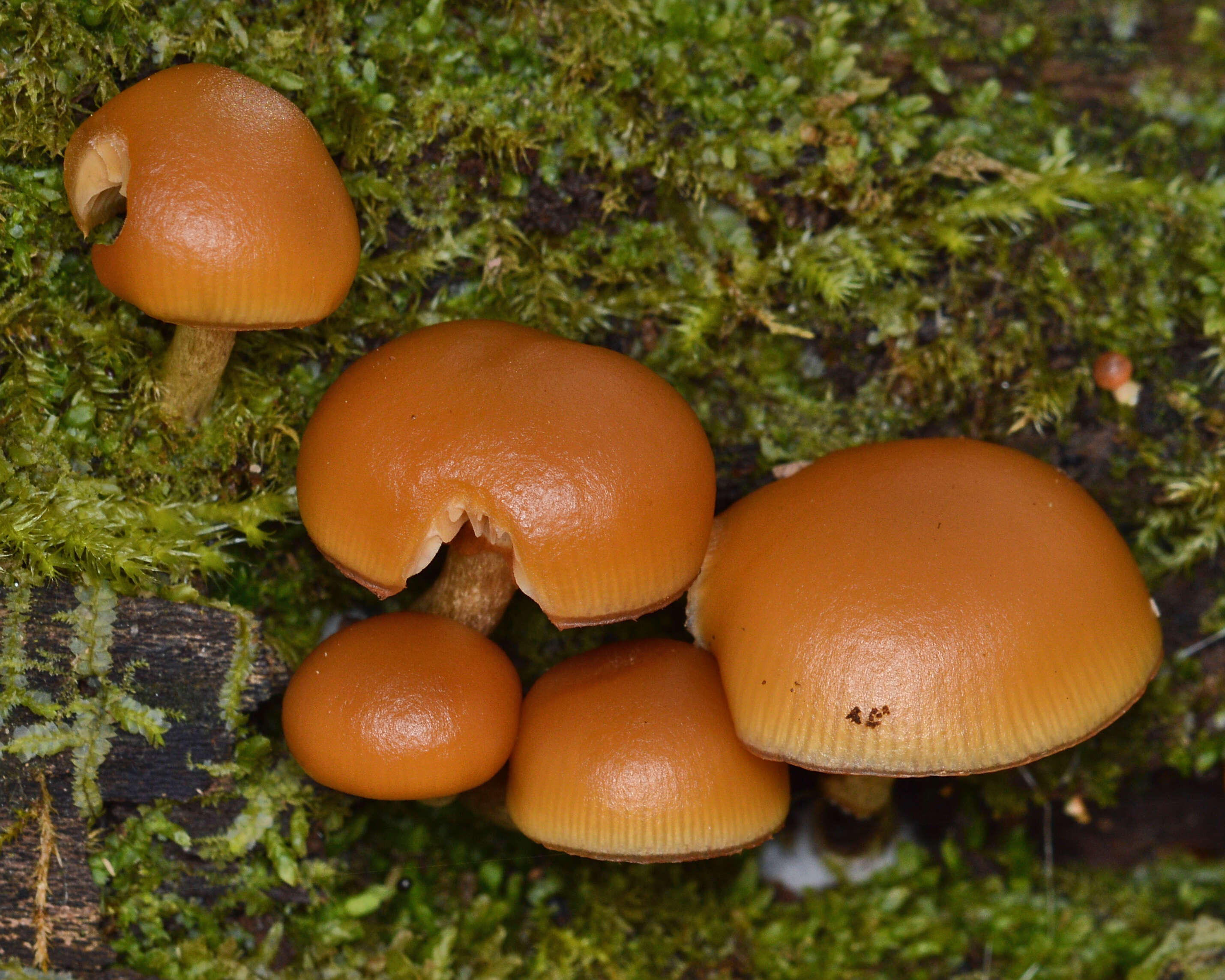 Image of Galerina marginata (Batsch) Kühner 1935