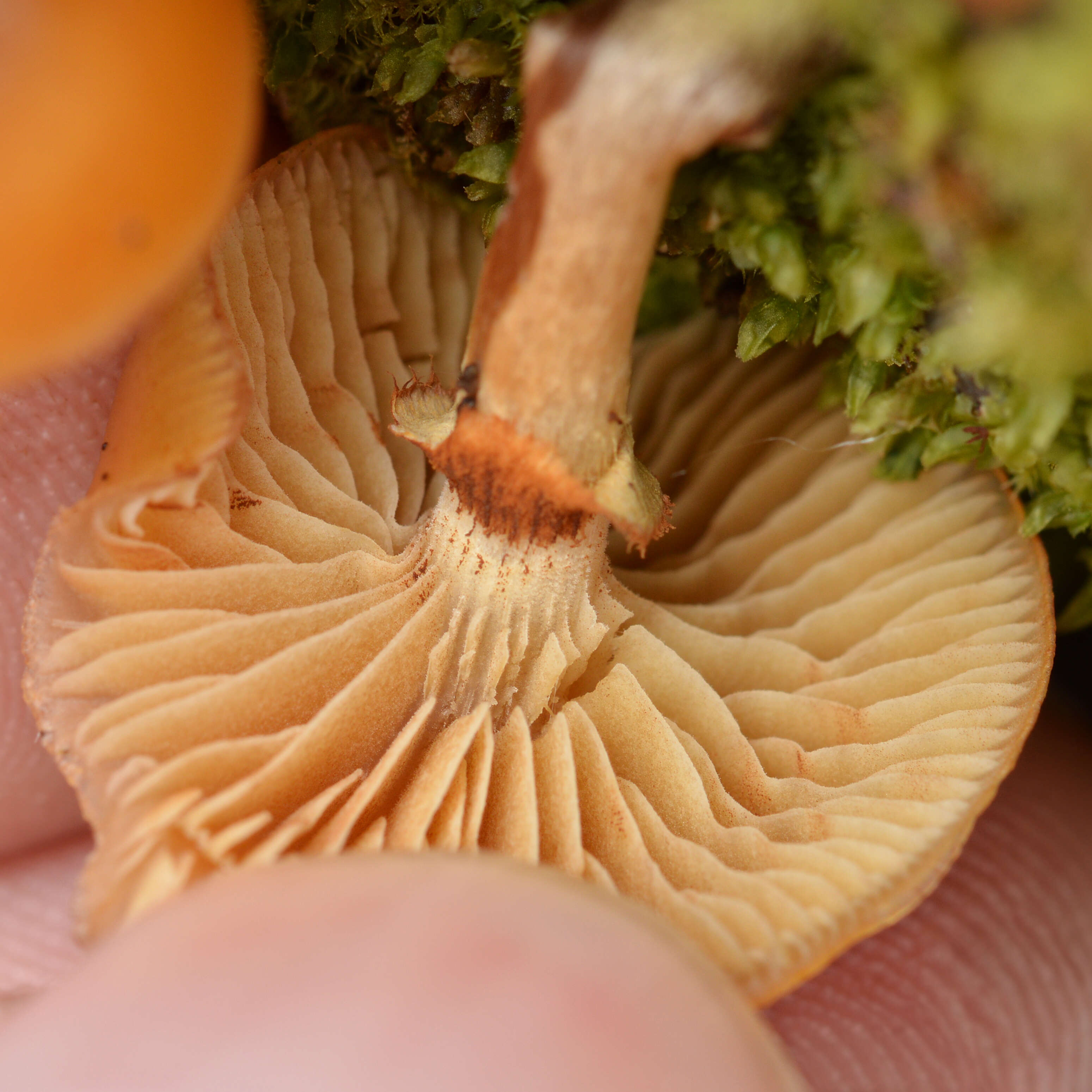 Image of Galerina marginata (Batsch) Kühner 1935