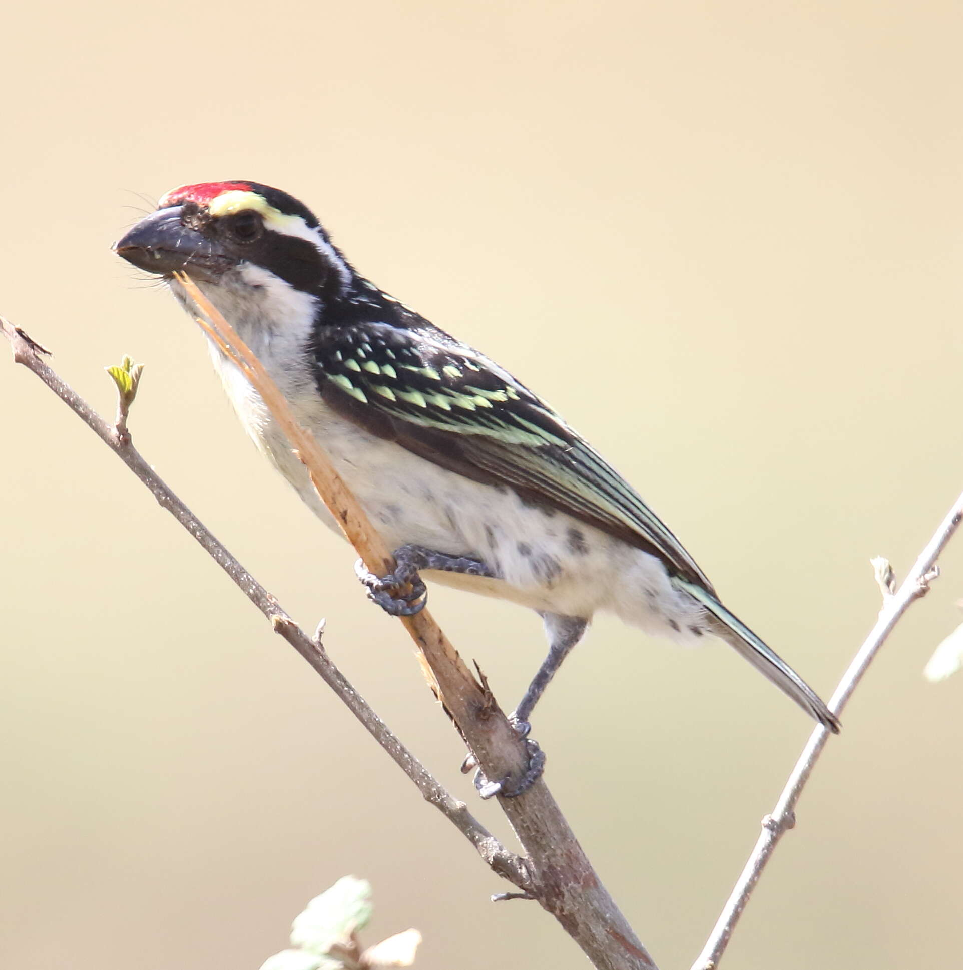 Image of Red-fronted Barbet