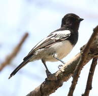 Image of White-bellied Tit