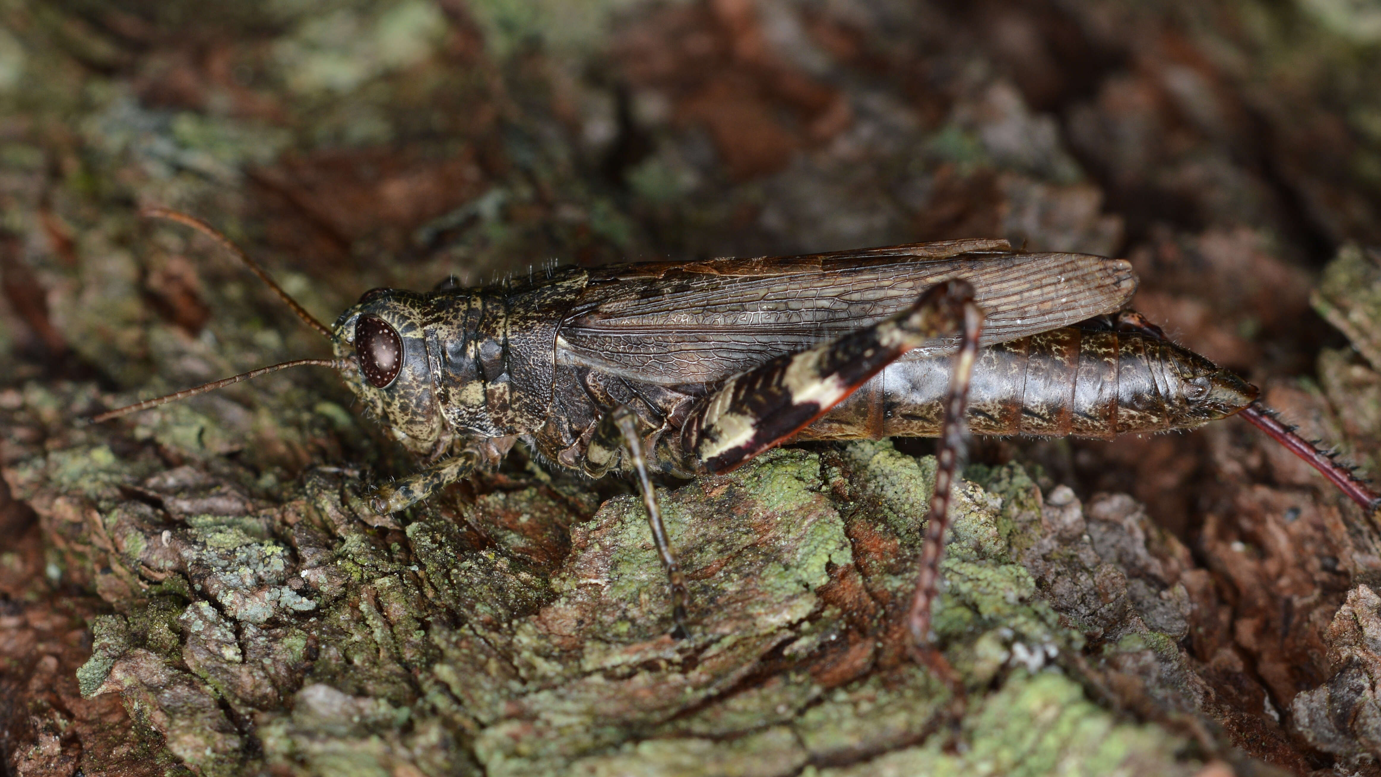 Слика од Melanoplus punctulatus (Uhler 1862)