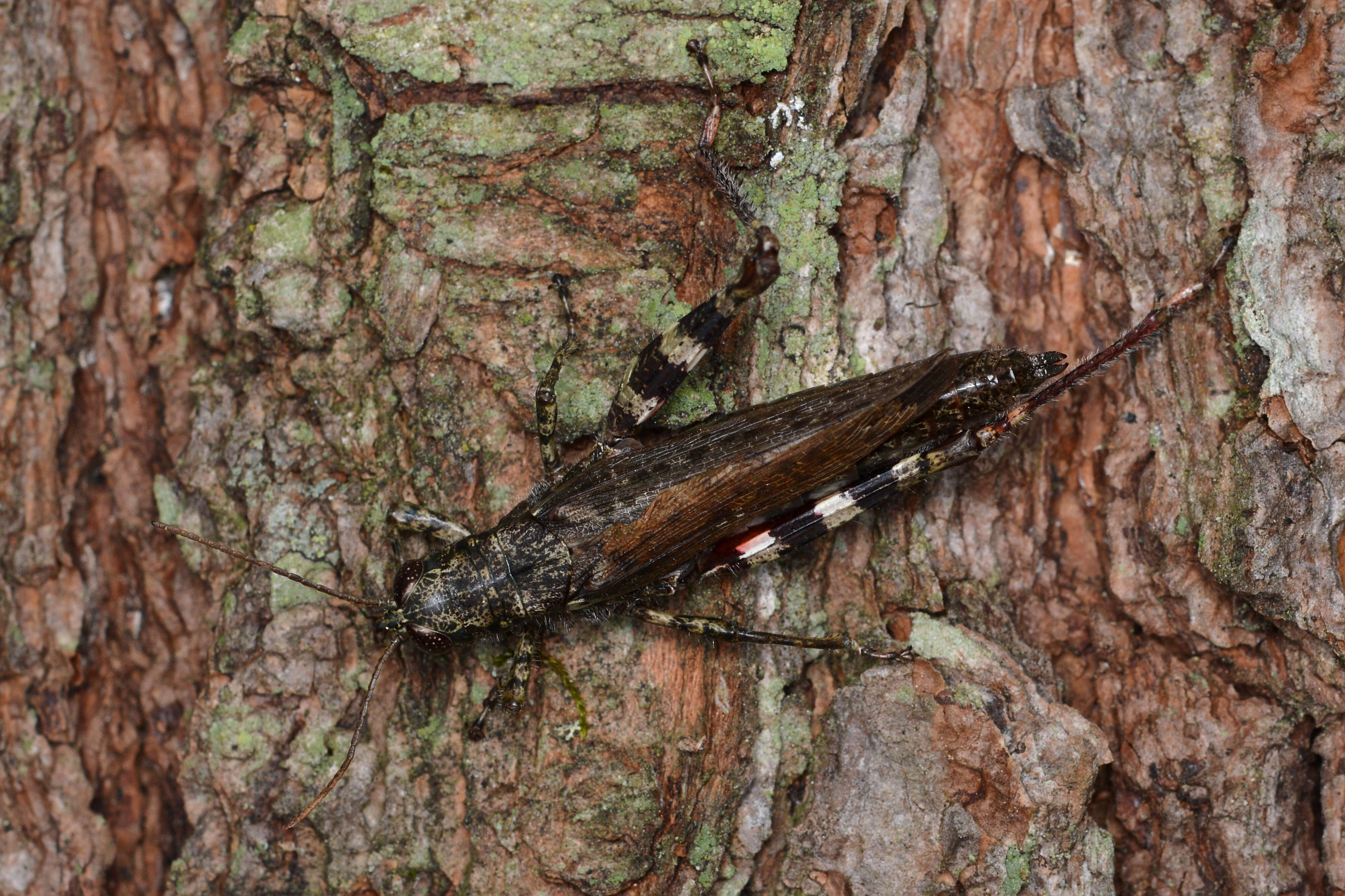 Слика од Melanoplus punctulatus (Uhler 1862)