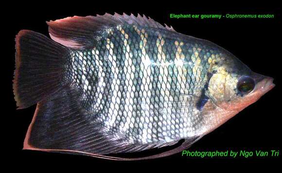 Image of Elephant Ear Gourami