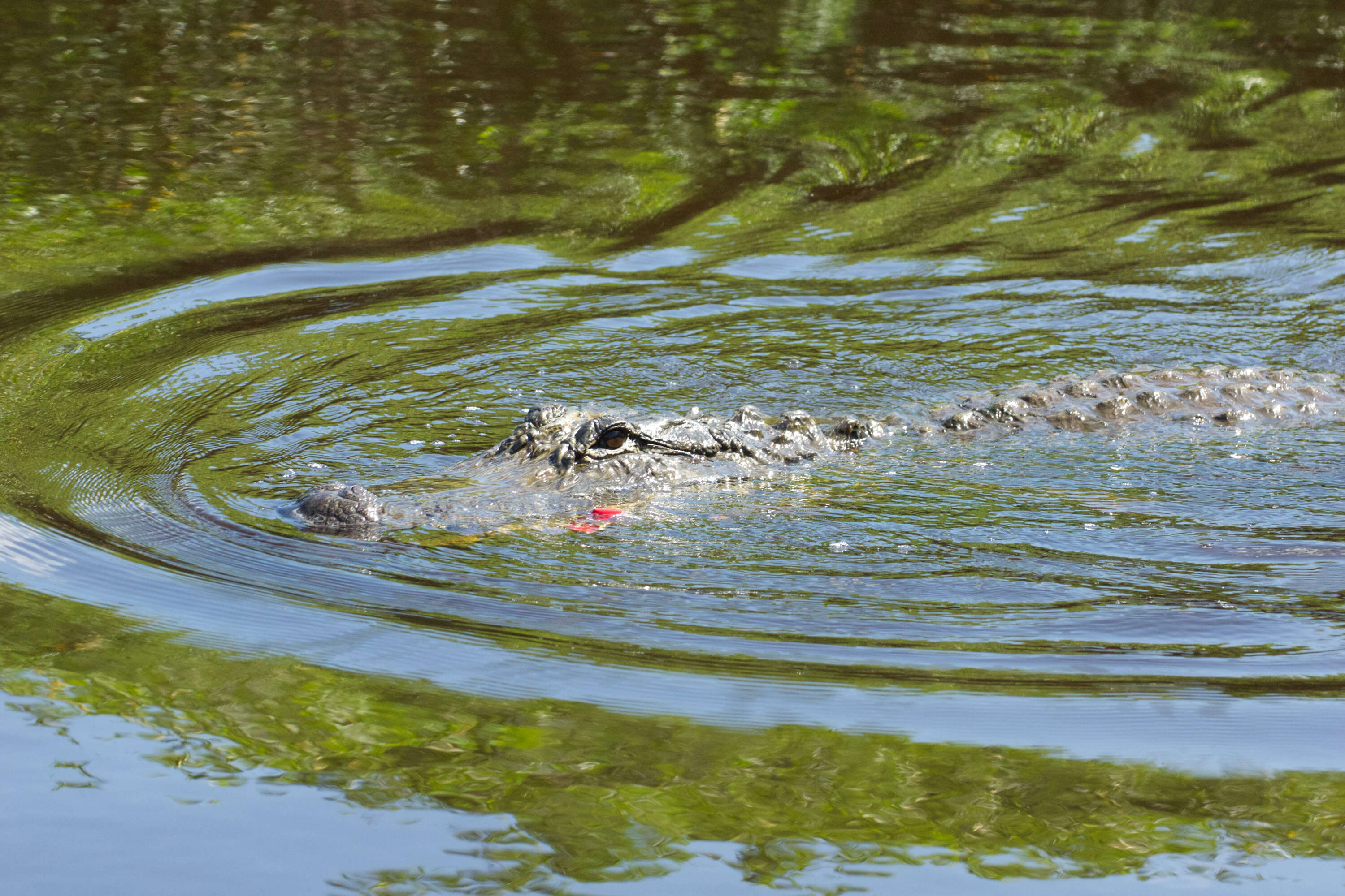 Image of alligators