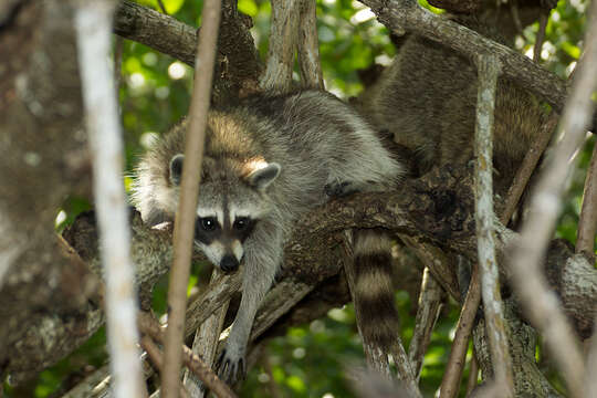 Image of raccoons