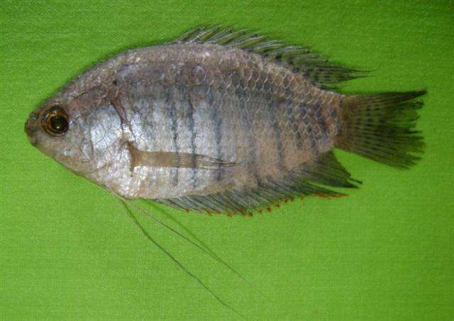 Image of Banded gourami