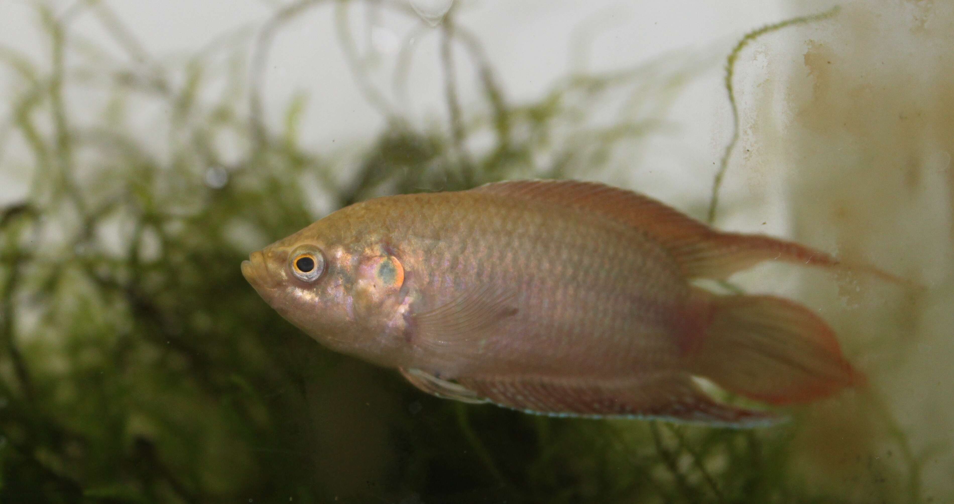 Image of Chinese fighting fish