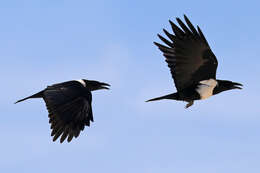 Image of Pied Crow