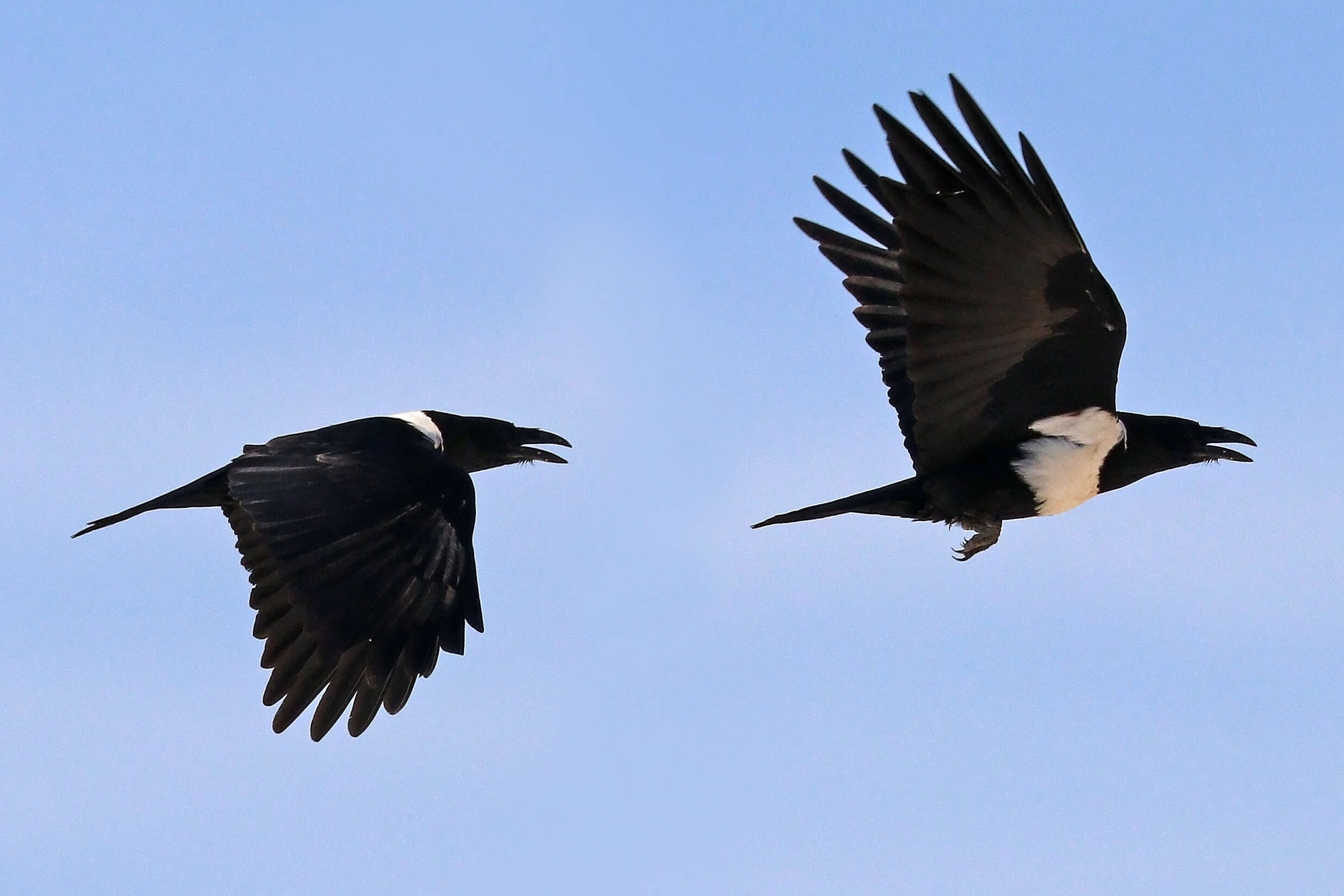 Image of Pied Crow