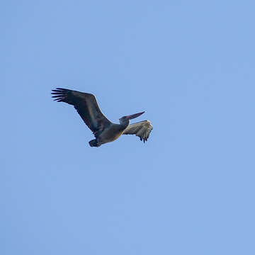 Image of Grey Pelican