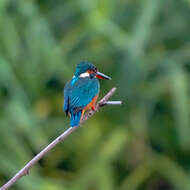 Image of Common Kingfisher