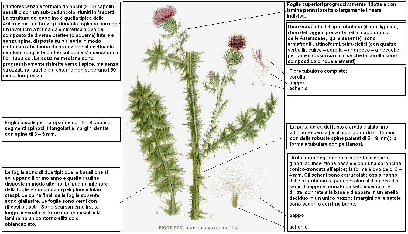 Слика од Carduus acanthoides L.