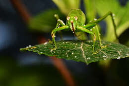 Image of Oblong-winged Katydid