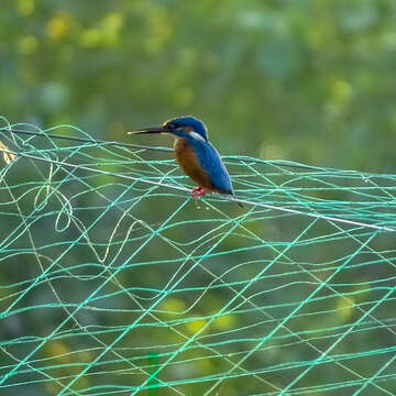 Image of Common Kingfisher