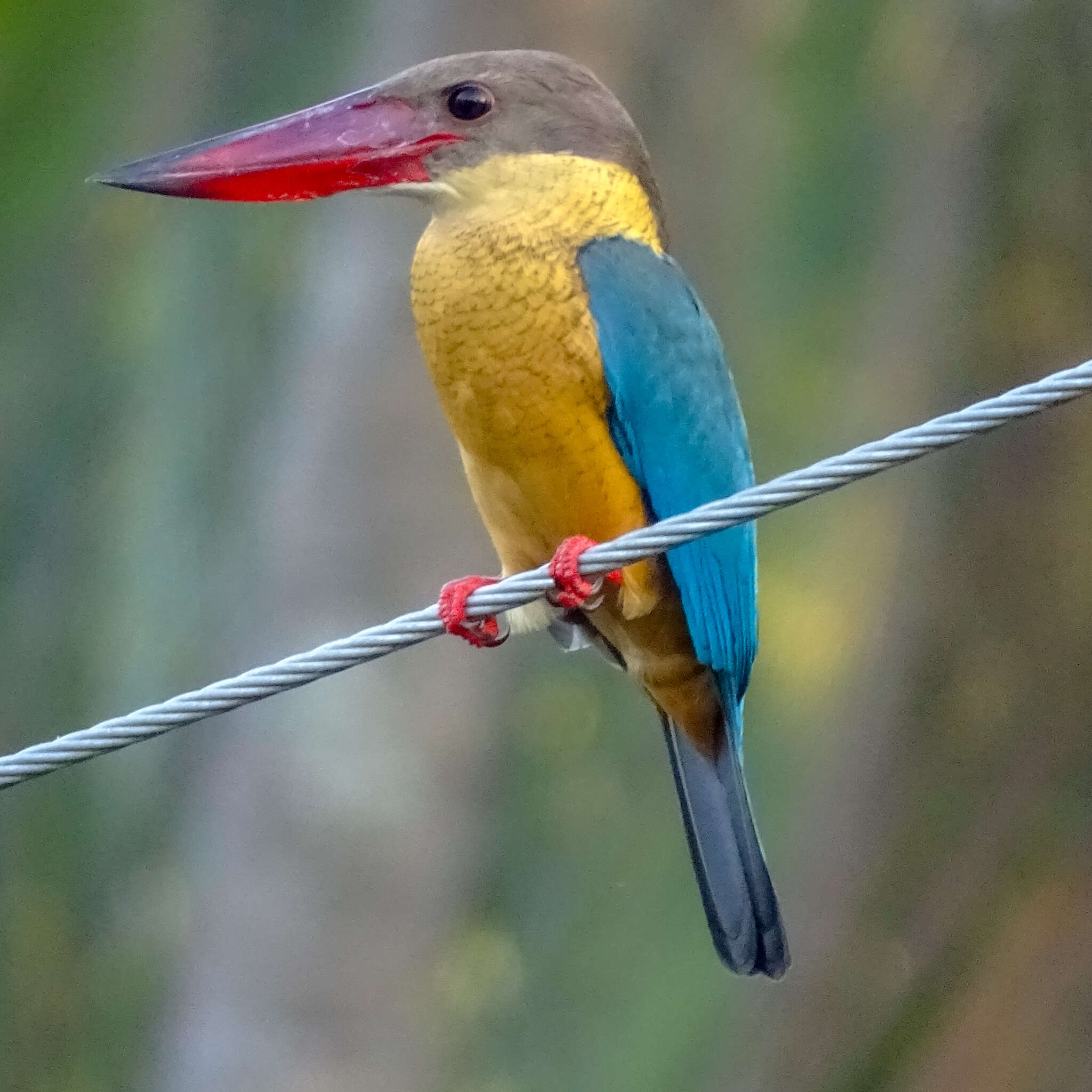 Image of Stork-billed Kingfisher