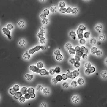 Image of Metarhizium granulomatis (Sigler) Kepler, Rehner & Humber 2014