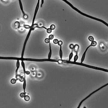 Plancia ëd Metarhizium granulomatis (Sigler) Kepler, Rehner & Humber 2014