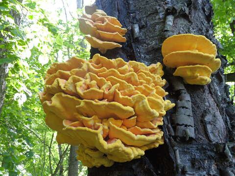 Image of Bracket Fungus