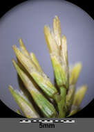 Imagem de Sclerochloa