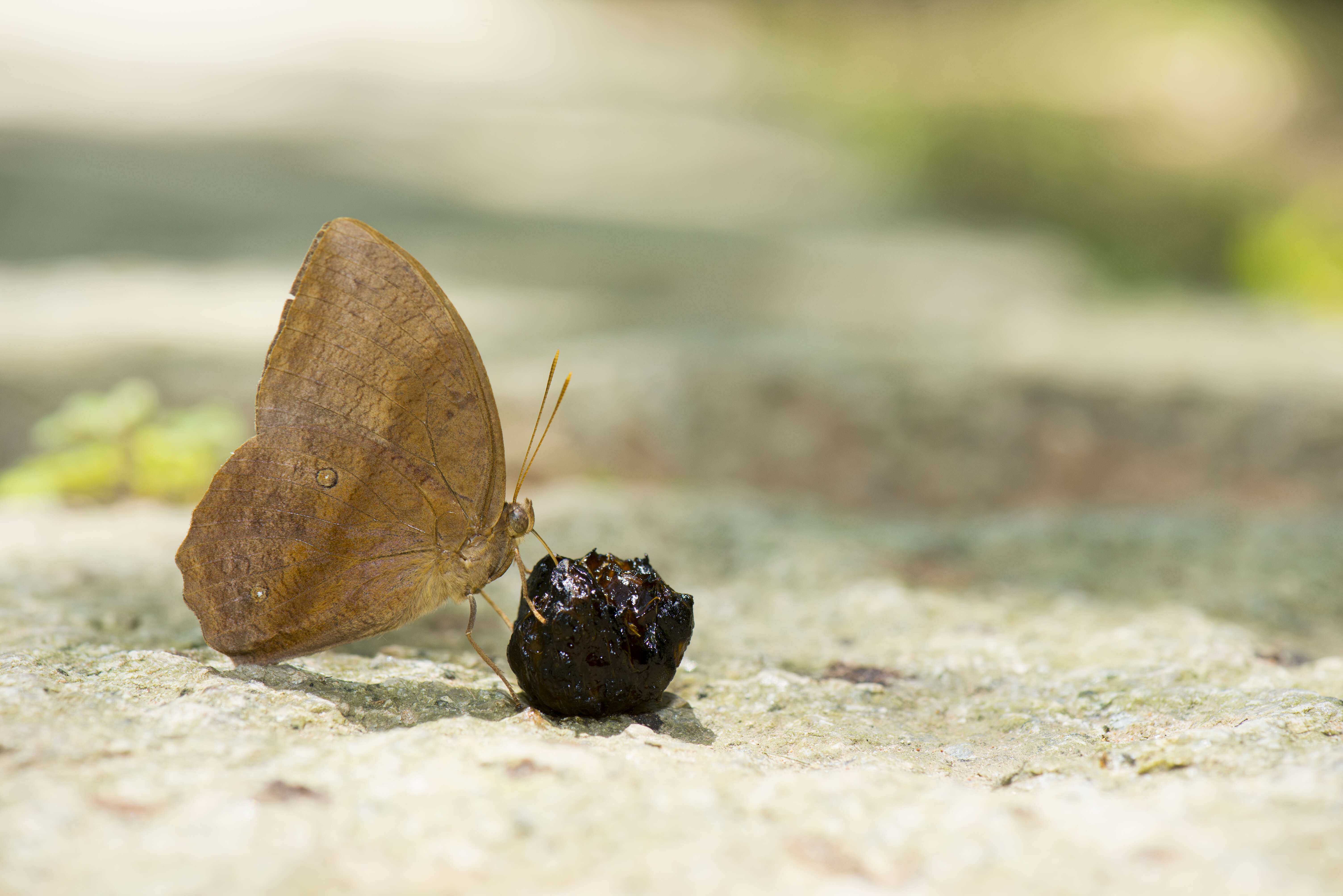 Imagem de Discophora sondaica Boisduval 1836