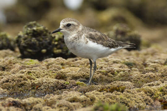 Charadrius bicinctus Jardine & Selby 1827 resmi