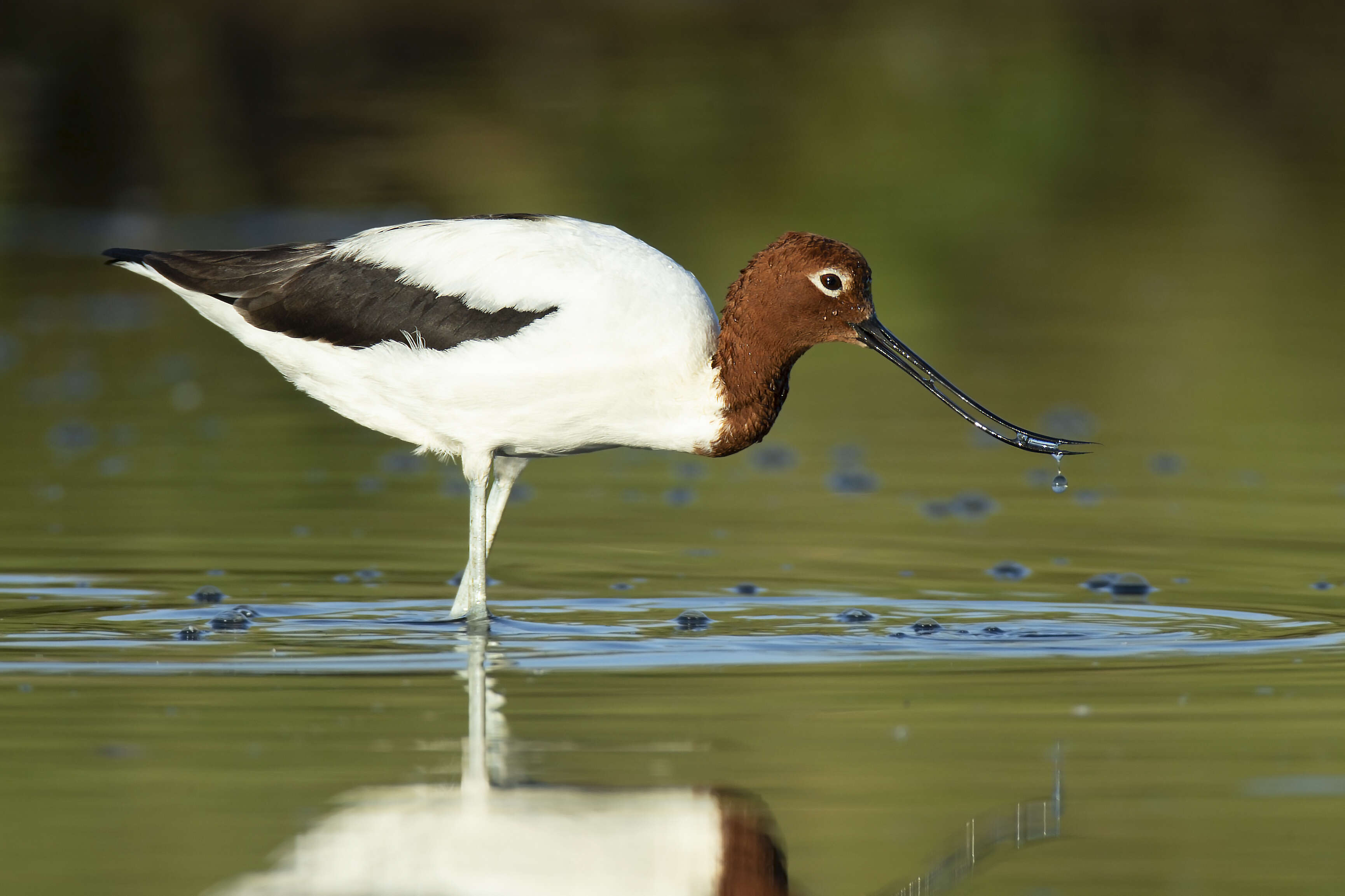 Image of Australian Red-necked Avocet