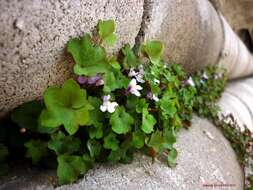 Image of Ivy-leaved Toadflax