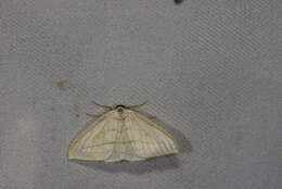Image of Ditrigona conflexaria Walker 1861