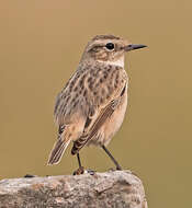 Saxicola macrorhynchus (Stoliczka 1872) resmi