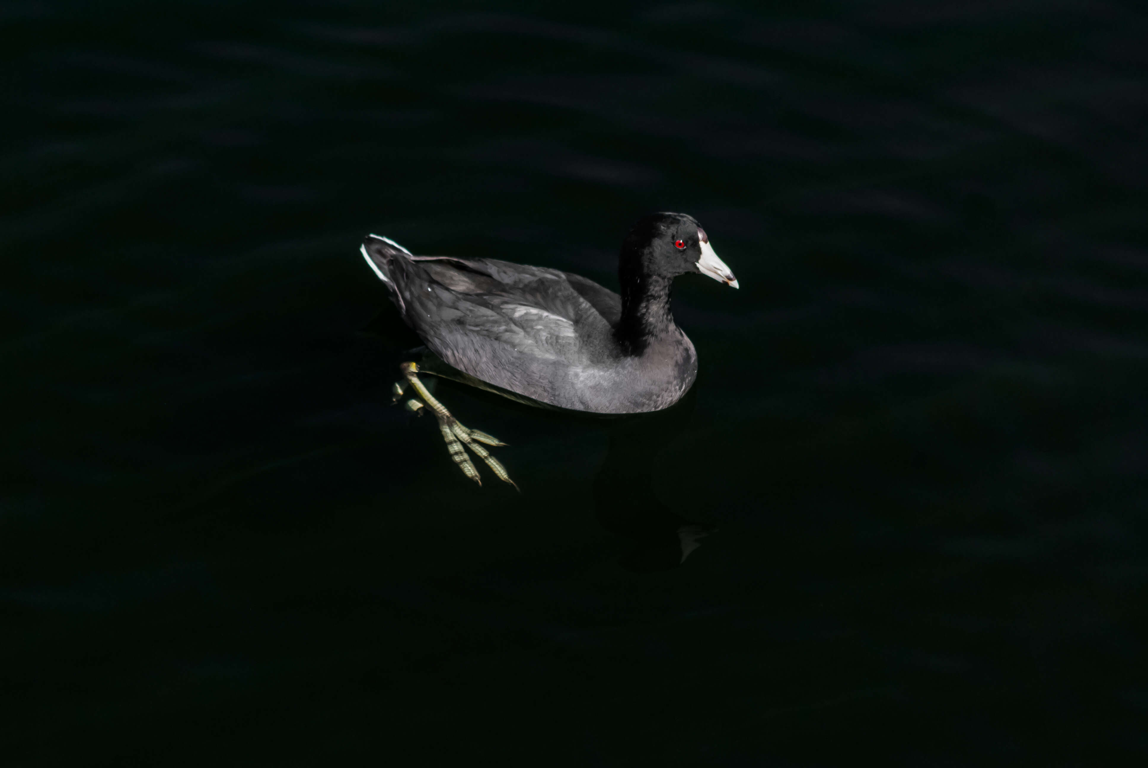 Image of Fulica Linnaeus 1758