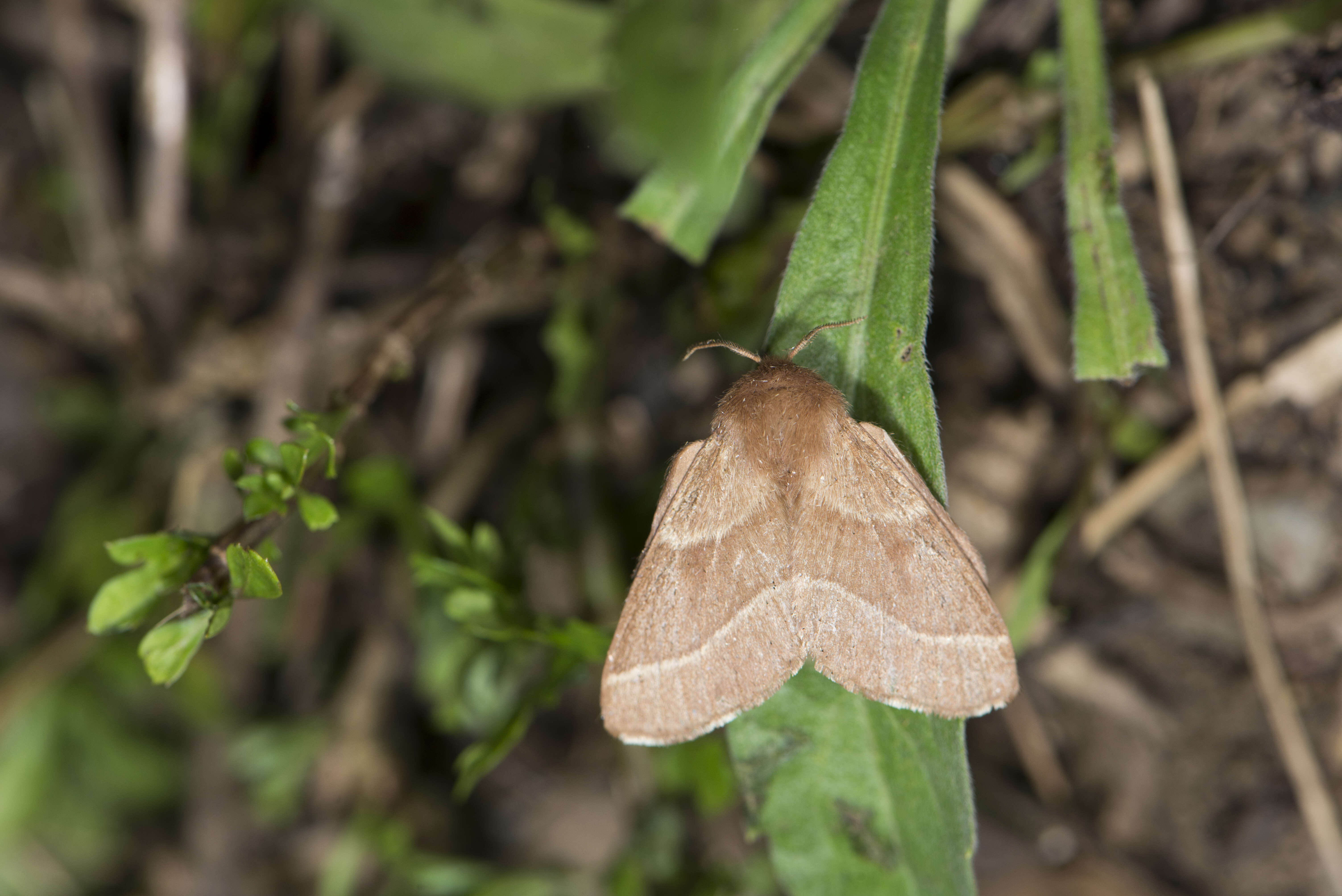 Image of lackey moth