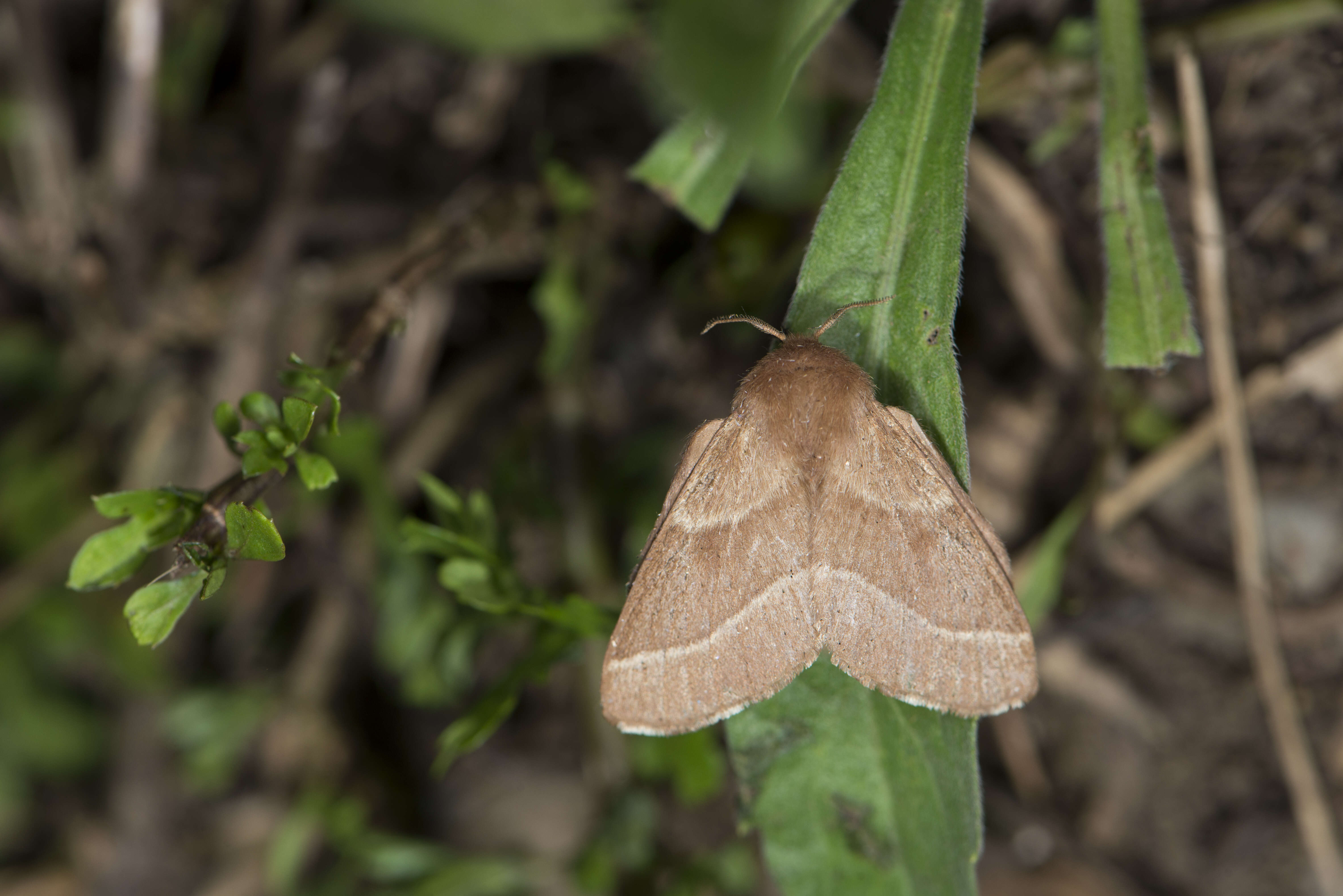 Image of lackey moth