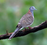 Image of Bar-shouldered Dove