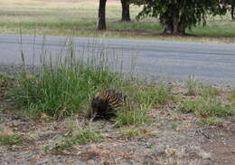 Image of Short-beaked Echidnas