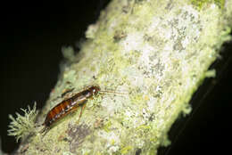 Image of common earwigs