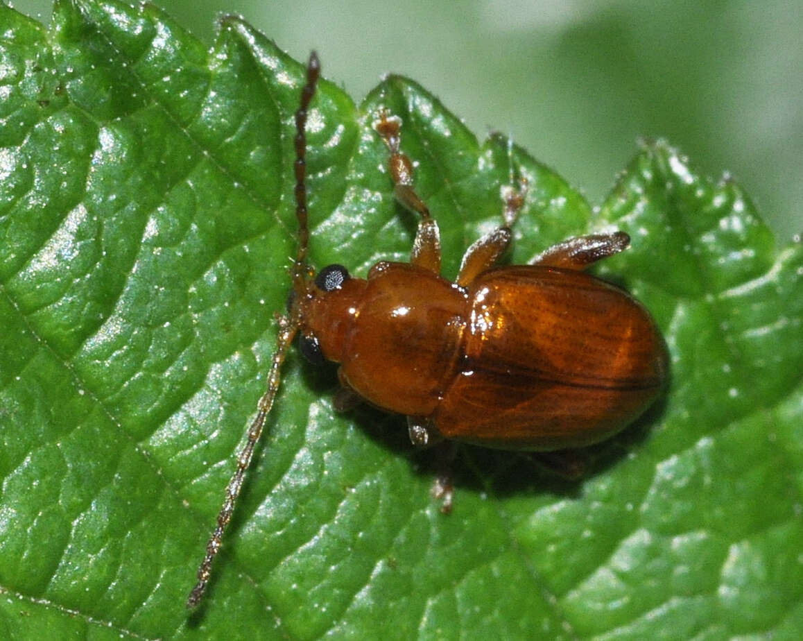 Imagem de Neocrepidodera ferruginea