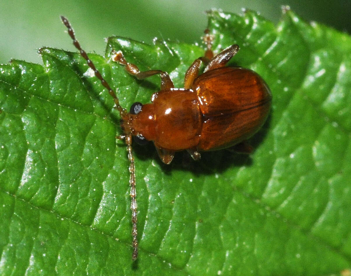 Image of Neocrepidodera ferruginea