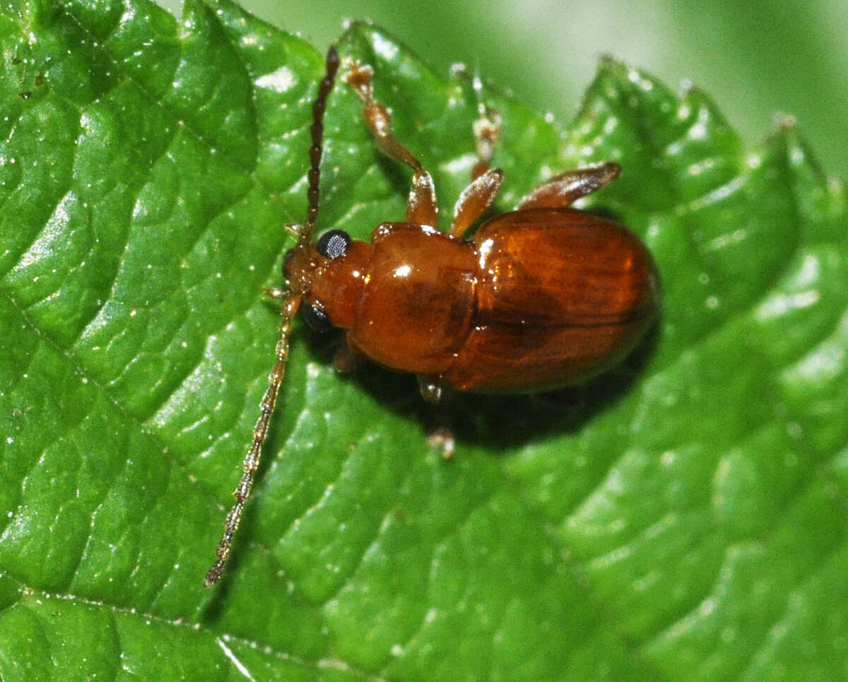 Sivun Neocrepidodera ferruginea kuva