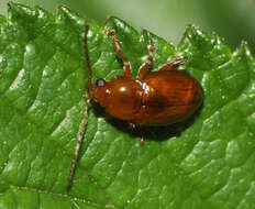 Imagem de Neocrepidodera ferruginea