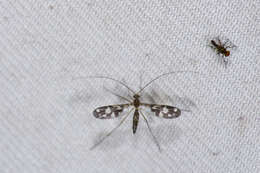 Image of predatory fungus gnats