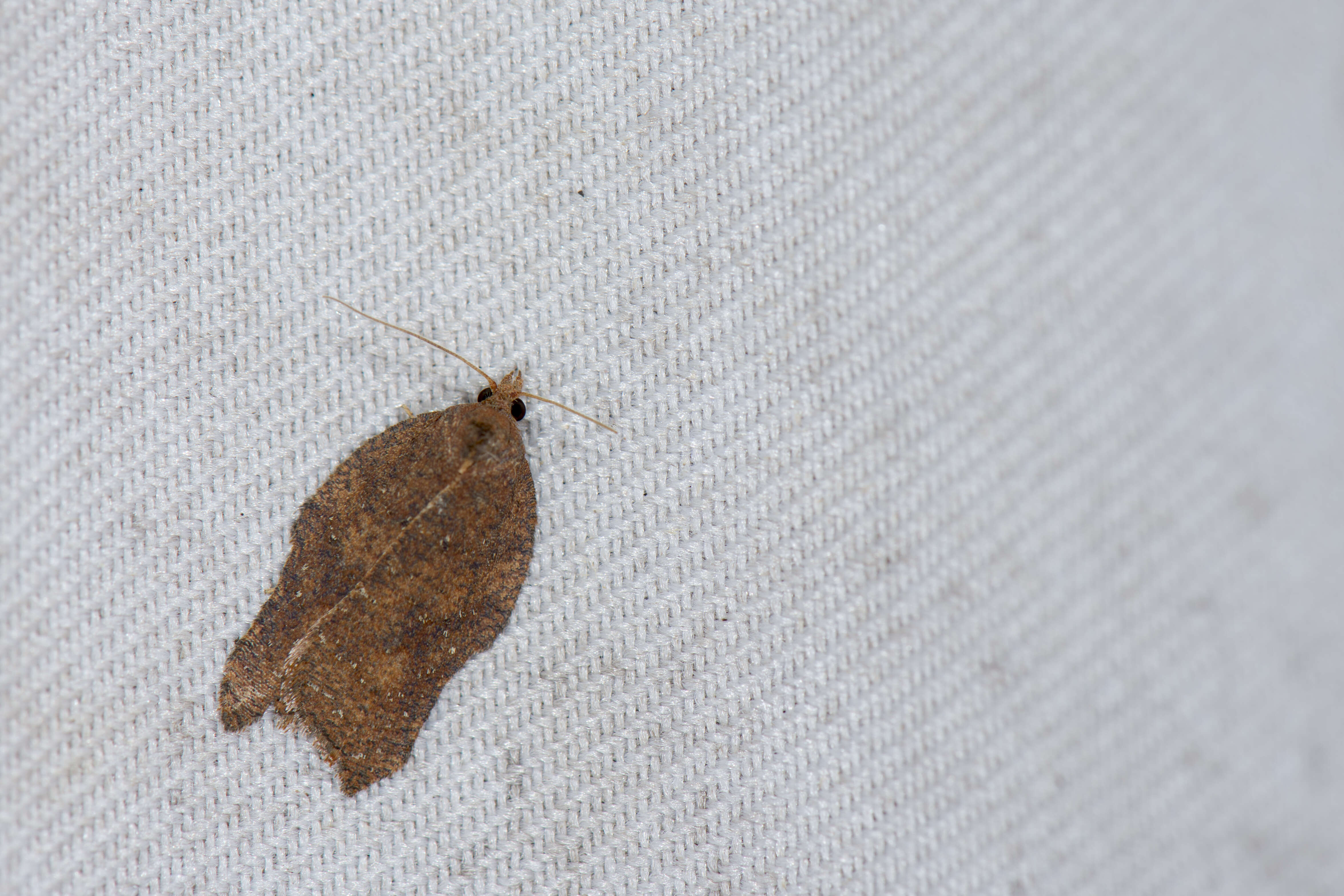 Image of Acleris