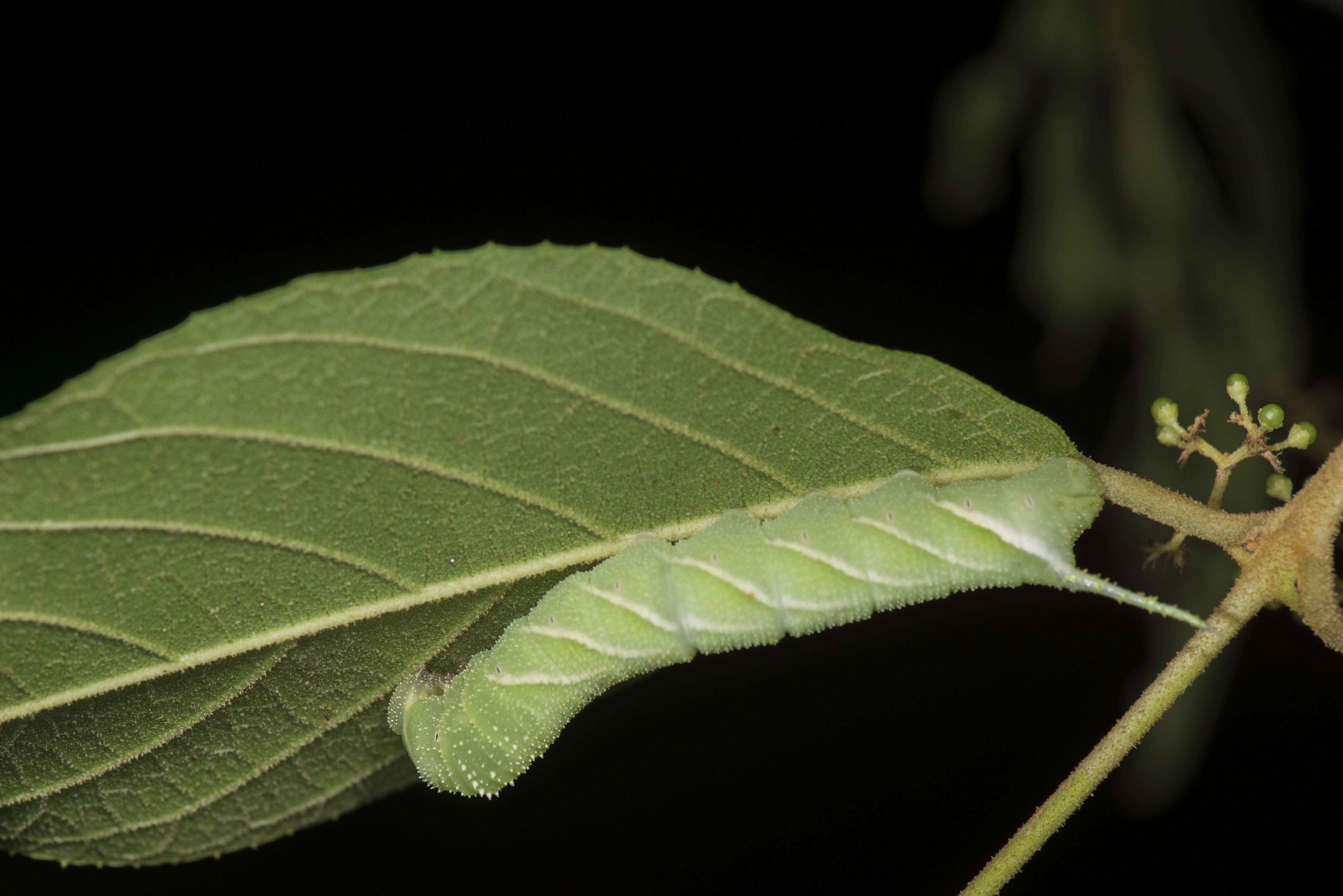 Image of Gray hawk moth