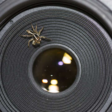 Image of Housefly Catchers