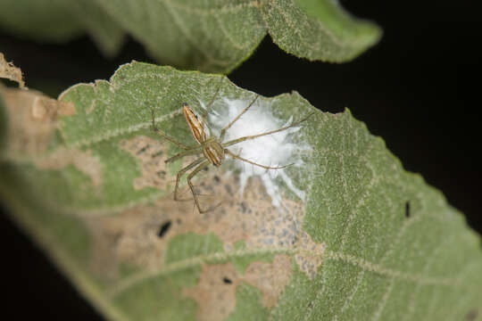 Image of Oxyopes macilentus L. Koch 1878