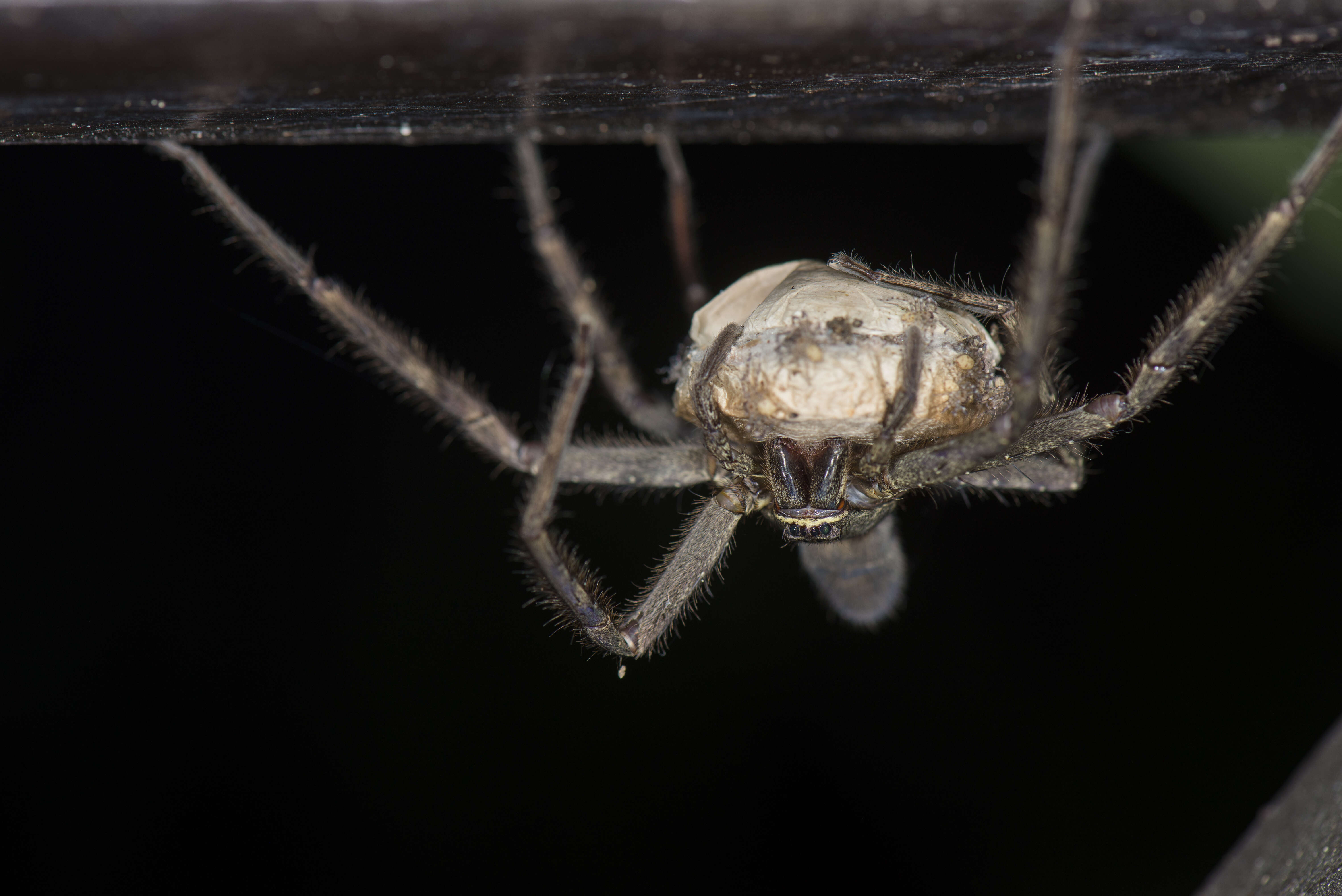 Image of Huntsman spider