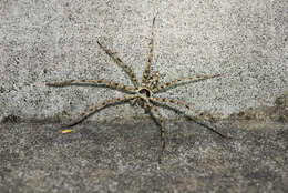 Image of Huntsman spider