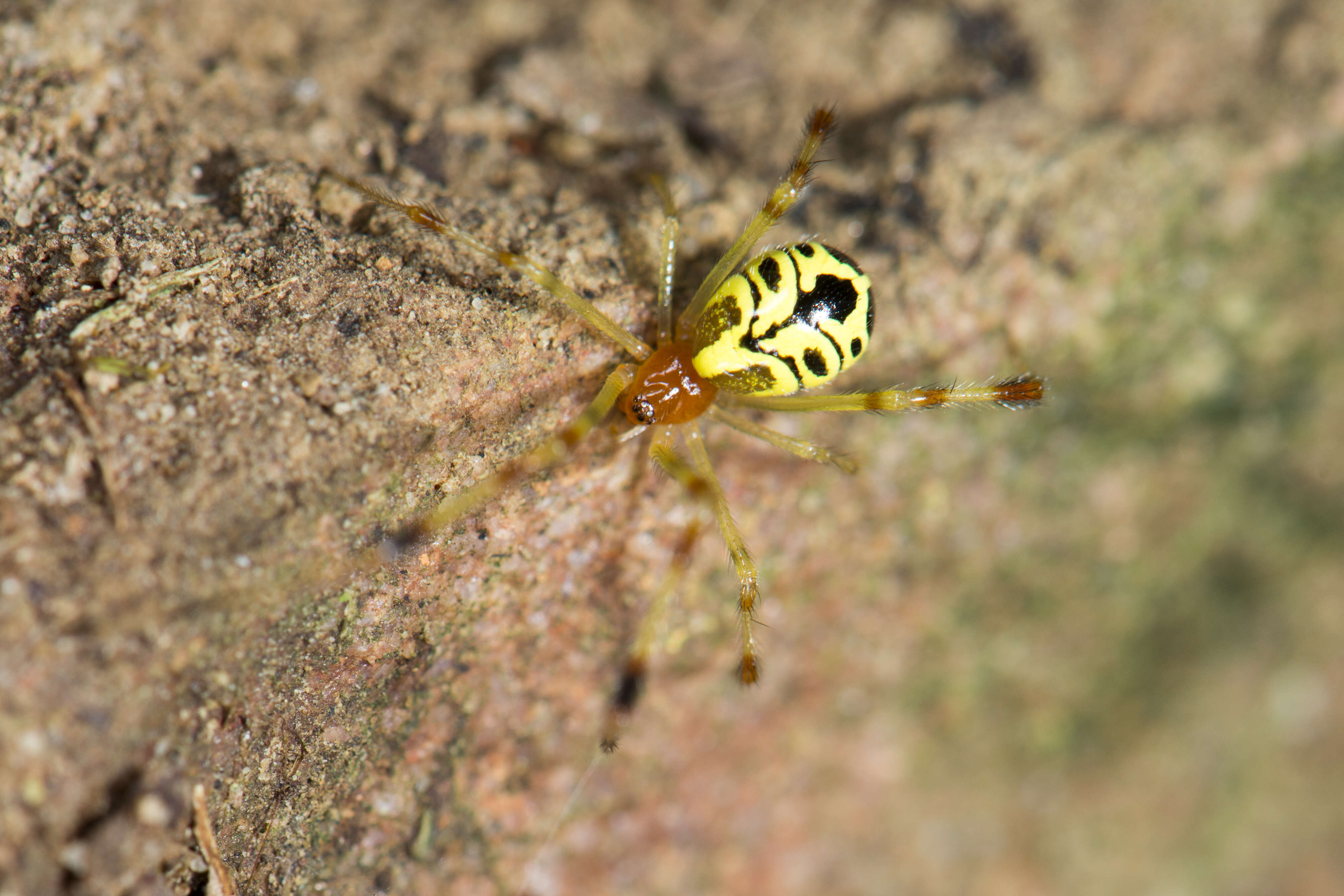 Image of Theridion