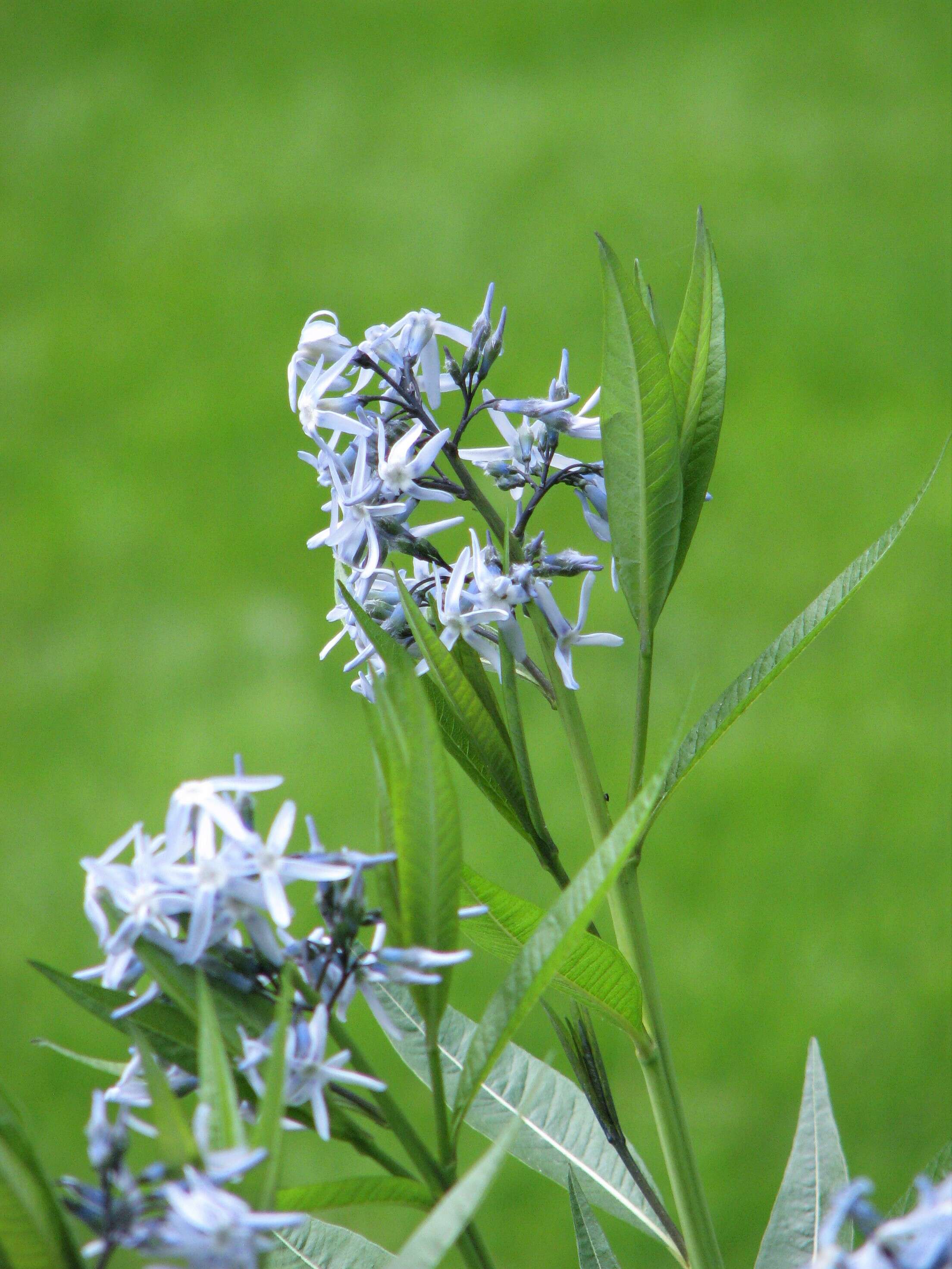 Image of Blue star