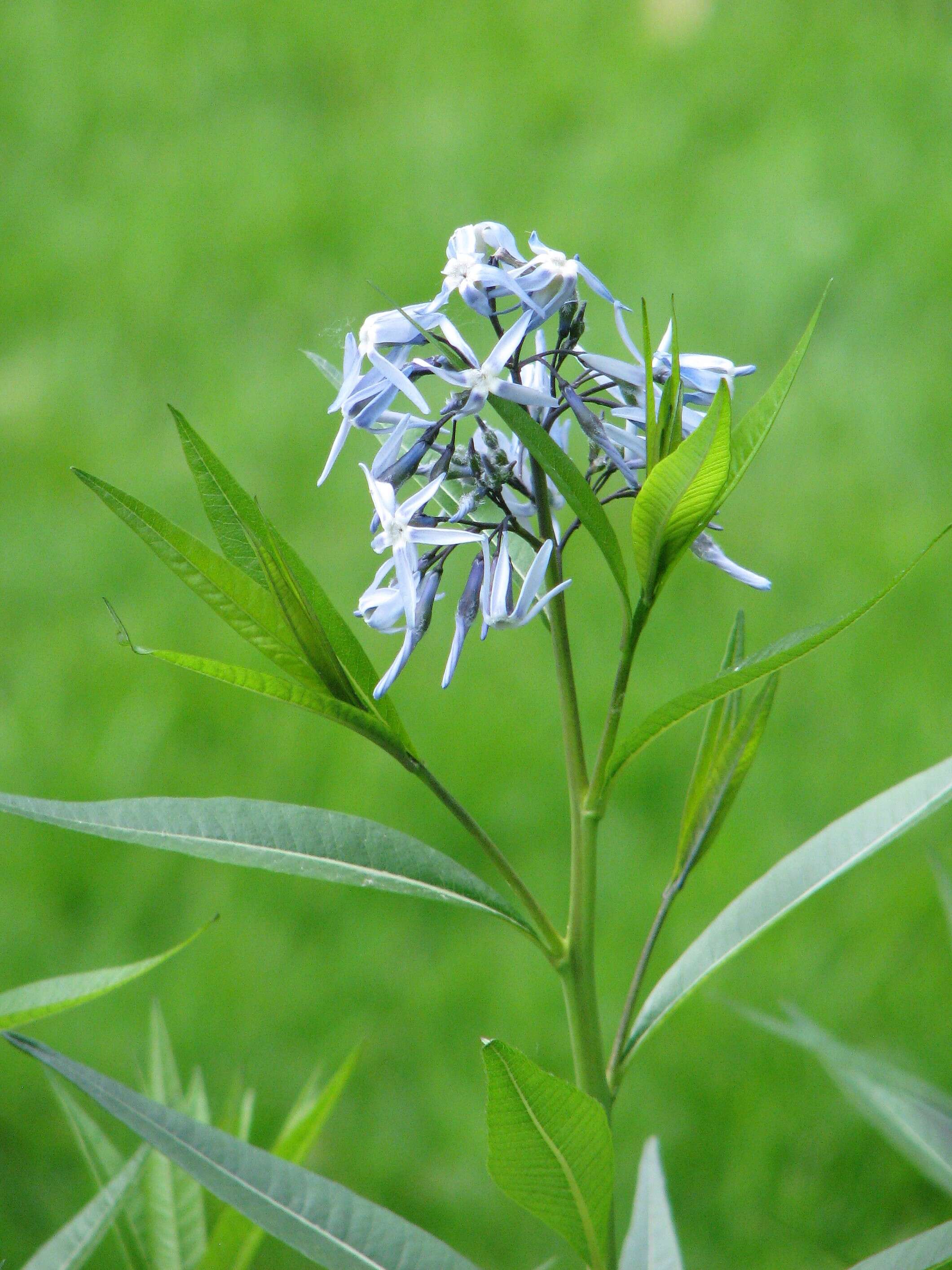 Plancia ëd Amsonia orientalis Decne.