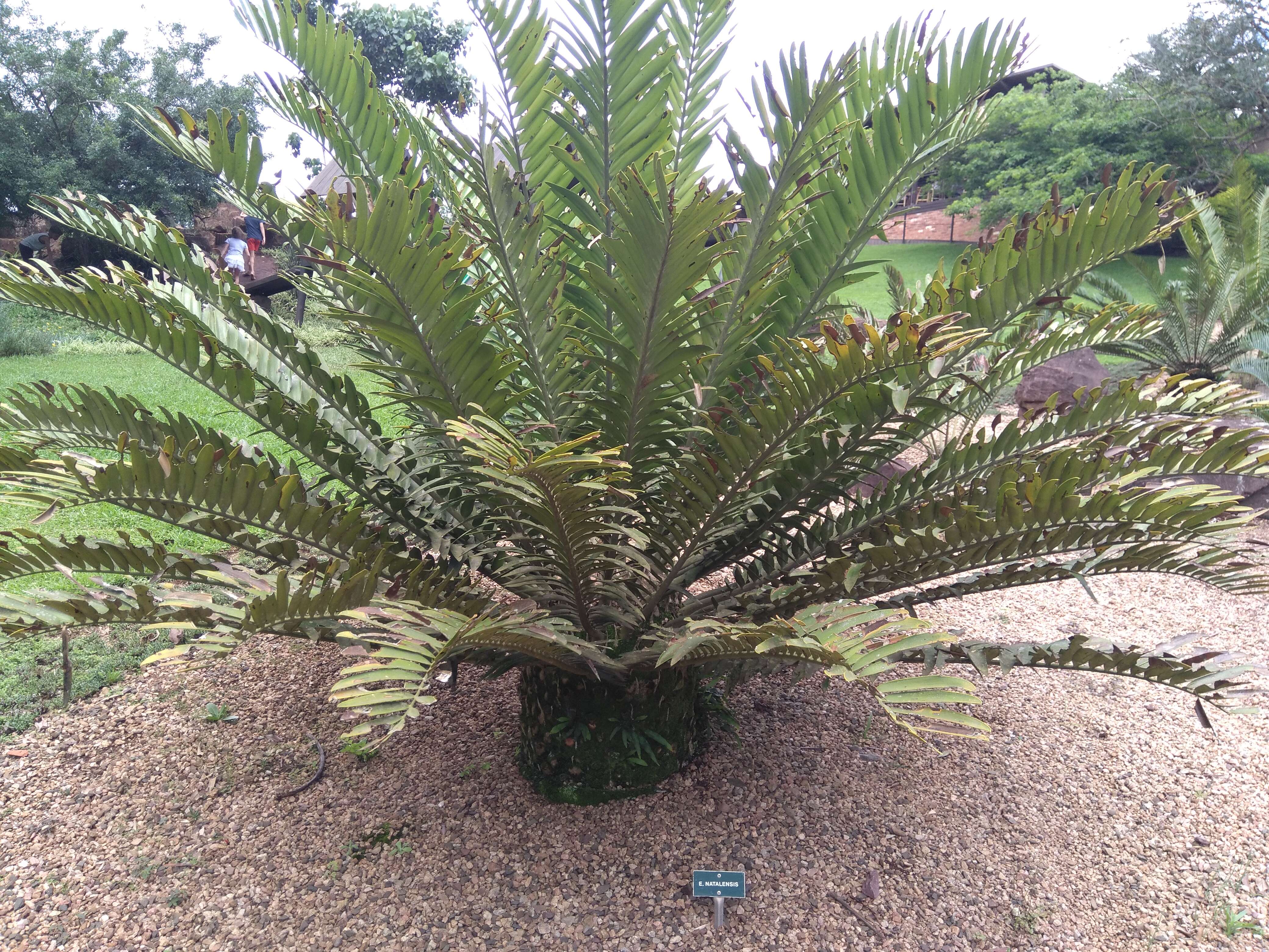 Imagem de Encephalartos natalensis R. A. Dyer & I. Verd.